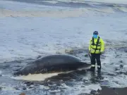 Coastguard warns public after dead whale washes up on Cumbrian beach