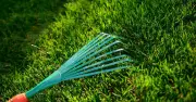 Coffee Grounds: The Kitchen Scrap That Revives Lawns in October