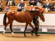 Coolmore partners pay £4.2m for Frankel colt at Tattersalls