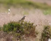 Country diary: On the bluest of days, the plaintive call of a pipit