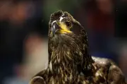 Crystal Palace urged to retire bald eagle mascot Phoenix by PETA