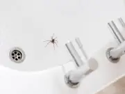 Deter spiders in October with 2-ingredient DIY vinegar mix