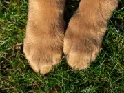 Dog trainer names hardest breed to train – and pros rarely own them