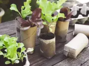 Don't toss loo roll tubes: clever garden hacks