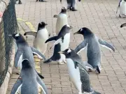 Edinburgh Zoo's Wee Waddle returns after 10-month hiatus