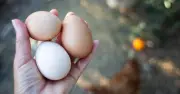 Eggs can stay fresh for up to 12 months if you place them in 1 unexpected spot
