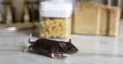 Experts say £1 item keeps rats and mice away in UK rodent season