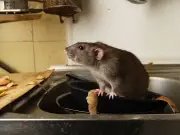 Experts: Steel Wool Is the Simple Trick to Keep Rodents Out