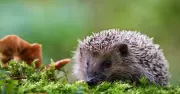Feed hedgehogs this autumn with tinned cat or dog food