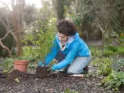 Five essential garden jobs to complete before the first frost