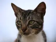 Five home changes cat owners should make before fireworks season