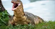 Four arrested over alleged rape of Bengal monitor lizard in India