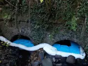 Fuel leak continues to pollute River Taff as dead fish recovered