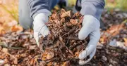 Gardener reveals October mulching task for thriving winter garden