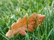 Gardeners' two-step October plan to revive tired lawns naturally