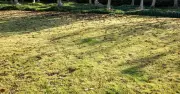 Gardeners urged to apply granular feed to lawns for stronger roots