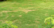 Gardeners urged to avoid popular patchy lawn fix branded 'terrible'