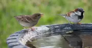 Gardeners urged to clean birdbaths with 1 natural item to remove algae and bacteria