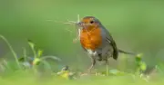 Gardeners urged to feed robins mealworms this autumn for health