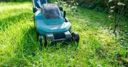 Gardeners urged to give lawns one final mow before winter