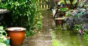 Gardeners urged to scatter 1 common item in rainy gardens to deter slugs and snails