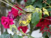 Gardeners urged to spray roses with milk in October to stop black spot
