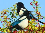 Gardeners urged to try 1 simple method to keep magpies away from bird feeders