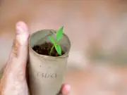 Gardening expert shares five clever uses for loo roll tubes