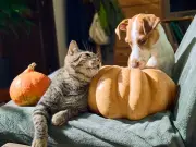 Halloween pet costumes from £2 at Pets at Home include pumpkins, spiders and bats