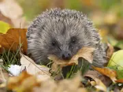 Hedgehogs in autumn: leave cat or dog food out to attract them