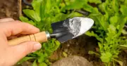 Households urged to put baking soda in garden in October