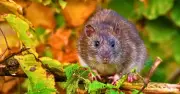 How to Stop Rats Invading Your Garden: Monty Don and Alan Titchmarsh's 1 Simple Task