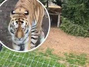 Journalist recalls tiger enclosure visit before tragic death at Yorkshire Wildlife Park