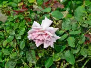 Kitchen staple could banish rose black spot for good