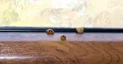 Ladybirds won't infest homes in autumn if 1 natural item is sprayed on windows