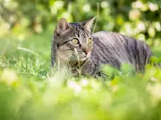 Legal rights when neighbour's cat uses your garden as a toilet