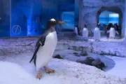 London SEA LIFE gentoo penguins to move to Birmingham after welfare campaign