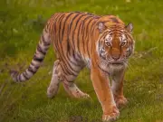 Man 'bowed down' to tiger before fatal attack at Yorkshire Wildlife Park