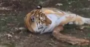 Man mauled by tiger at Yorkshire Wildlife Park asked for photo before death