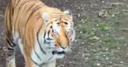 Man mauled to death by tiger shouted 'stop' five times at Yorkshire Wildlife Park