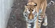 Man's final gesture to tiger before fatal attack at Yorkshire Wildlife Park