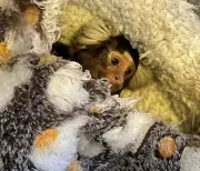 Marmoset monkey rescued from bird cage in Greenwich home