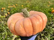 Molly-Mae's favourite pumpkin patch near Liverpool ranked in top UK list