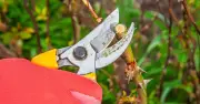 Monty Don and Alan Titchmarsh urge October pruning of climbing roses
