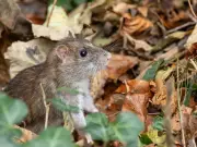 Monty Don and Alan Titchmarsh's 1 simple task to keep rats out of gardens