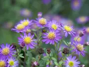 Monty Don: Collect Perennial Seeds Now to Save a Fortune