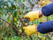 Monty Don's October Rose Pruning Task for Blooming Climbers