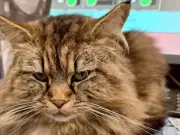 MP urges law change to require drivers to report hitting cats