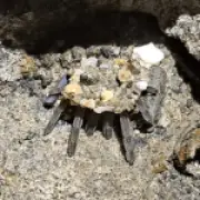 New Spider Species Found on Tiny Mauritian Island