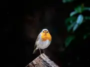 One Fruit That Will Bring Robins to Your Garden All Autumn
